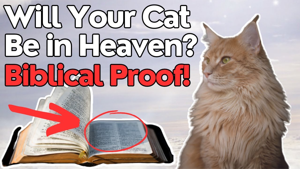 Want to SEE YOUR CAT in HEAVEN? Watch This!🐈