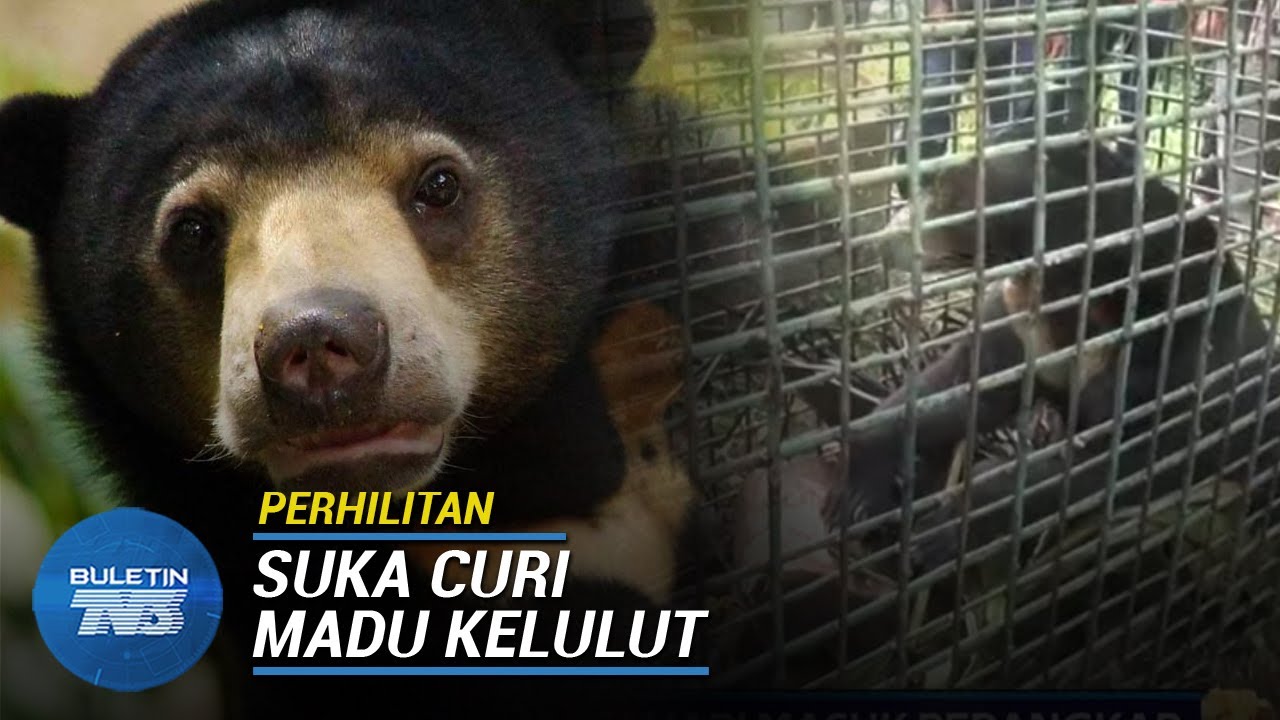 PERHILITAN | Beruang Matahari Masuk Perangkap