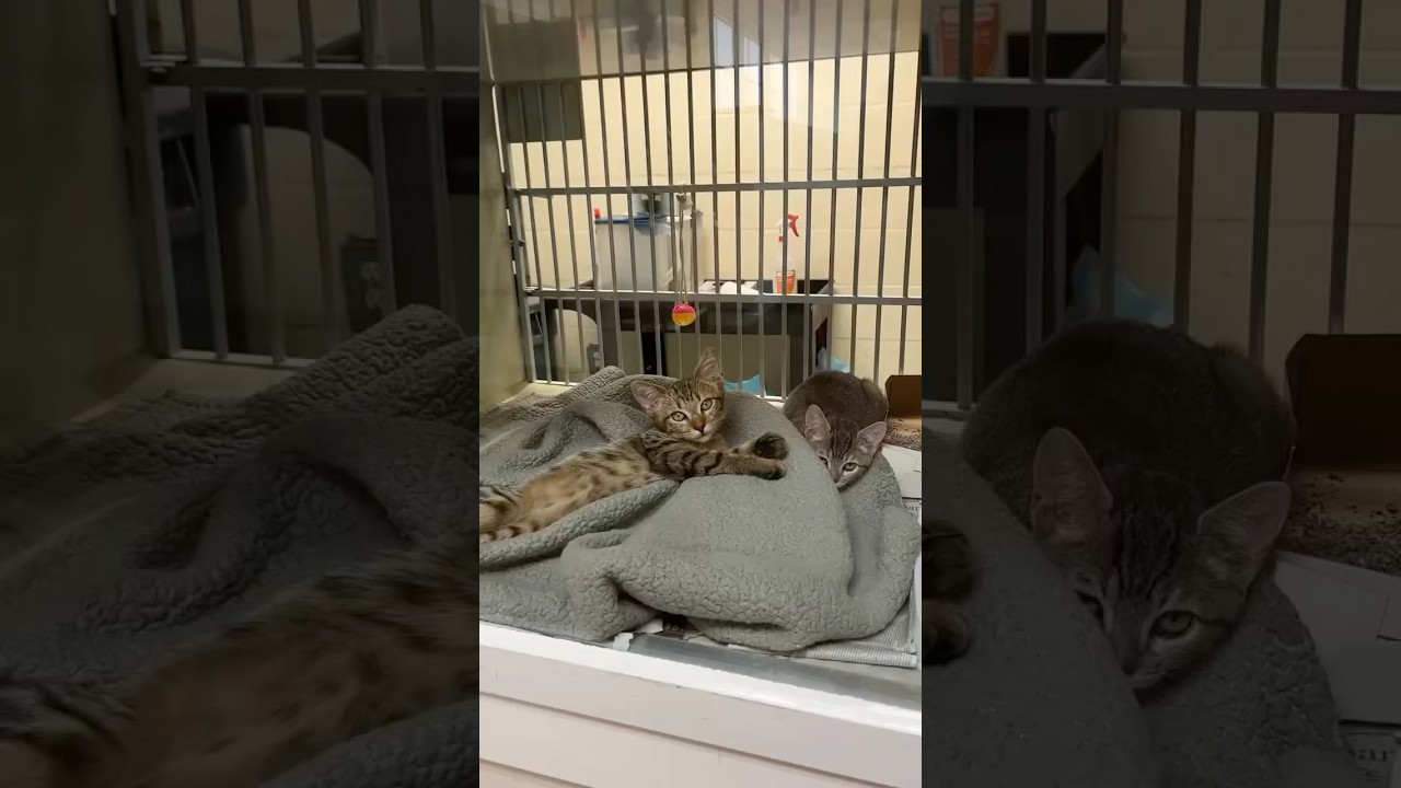 Cute kitten overload at the shelter! So many wonderful felines www.humanebroward.com for more 🙏