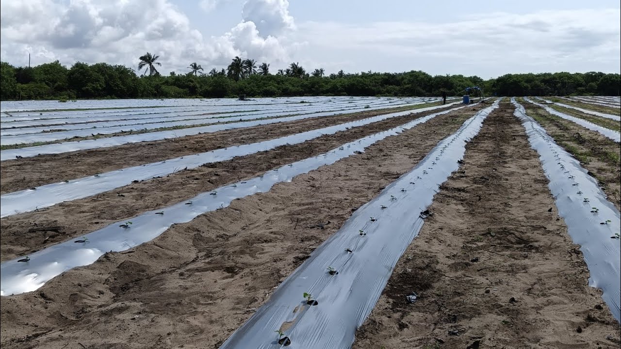 Asesoría Técnica en Sandía 🍉
