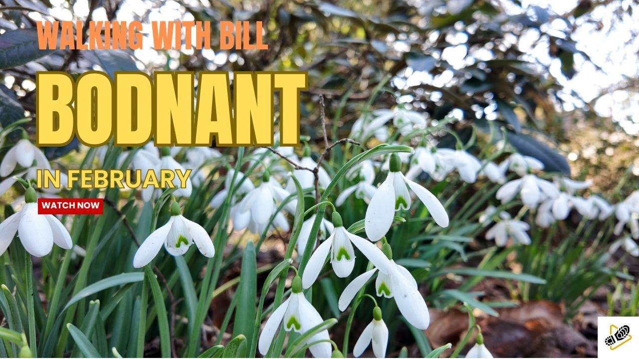 Bodnant Gardens in February