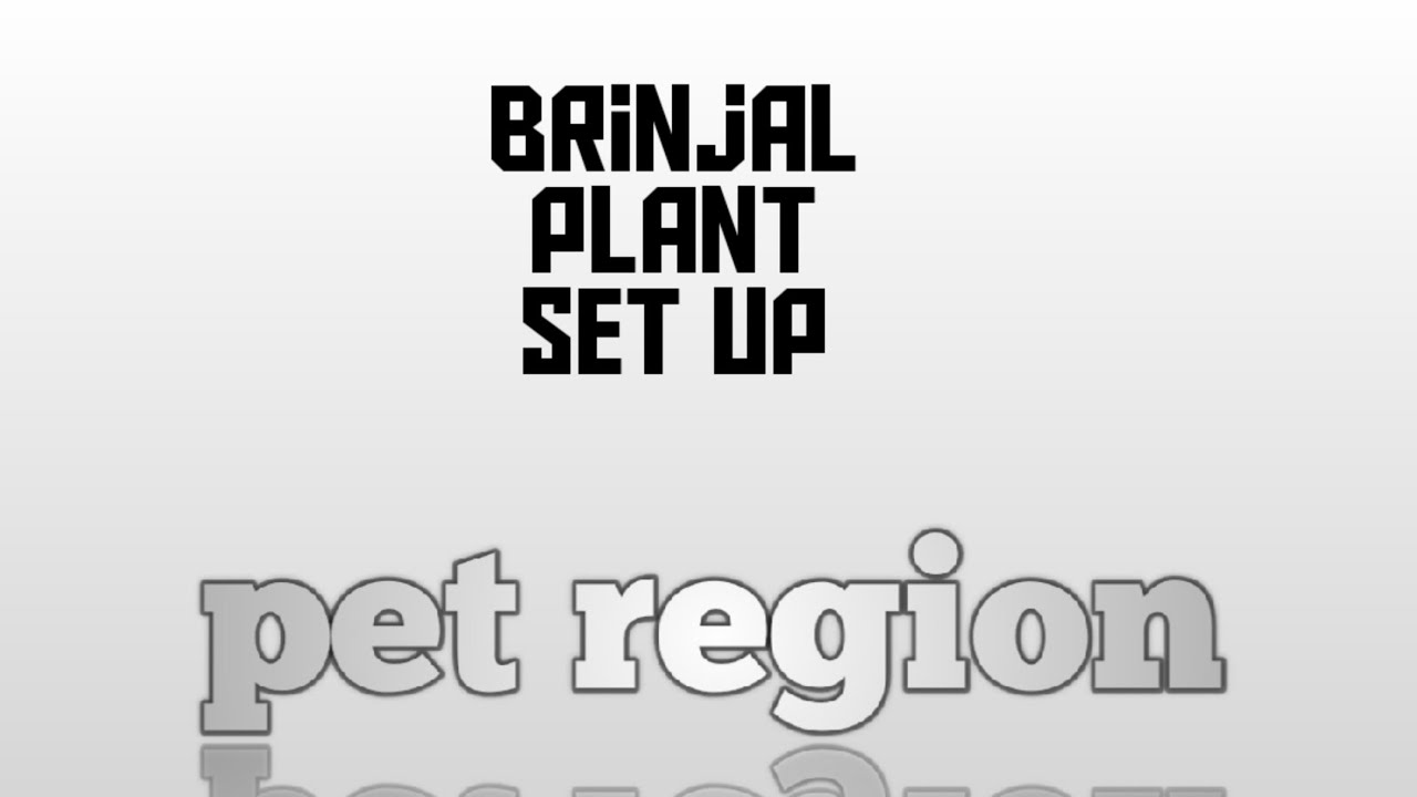 Brinjal plant set up for 60rs tamil pet region