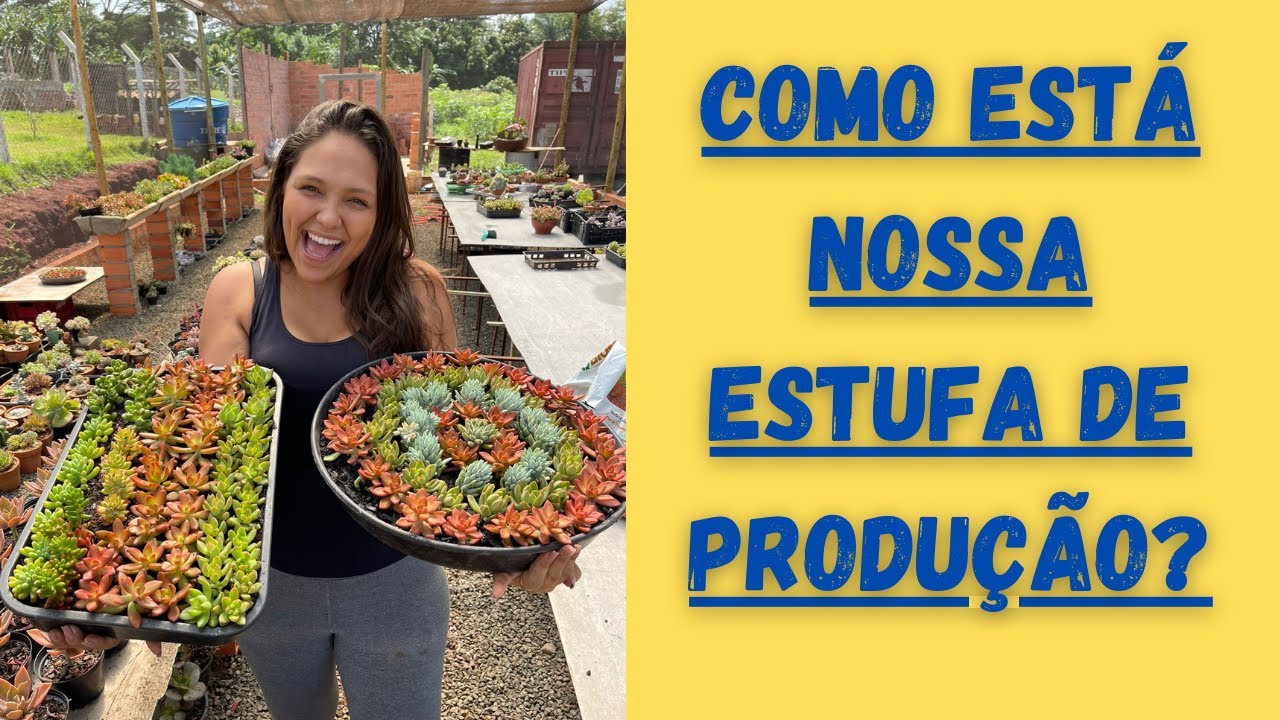 PRODUÇÃO DE SUCULENTAS + NOVIDADES DA SEMANA