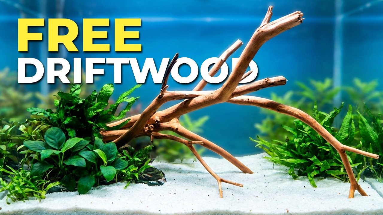 DIY Aquarium Driftwood | Make Your Own Natural Driftwood at Home