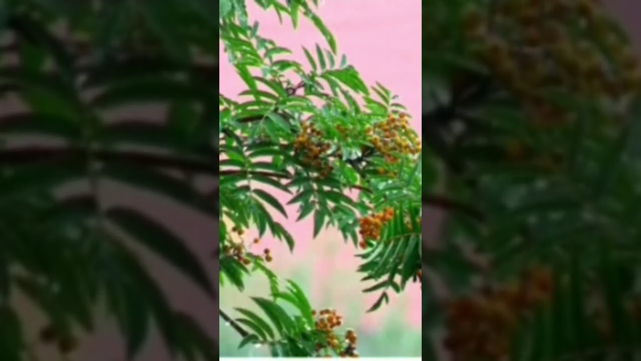 rain #rainsoundeffects #viral #sleepmusic #relaxingsound