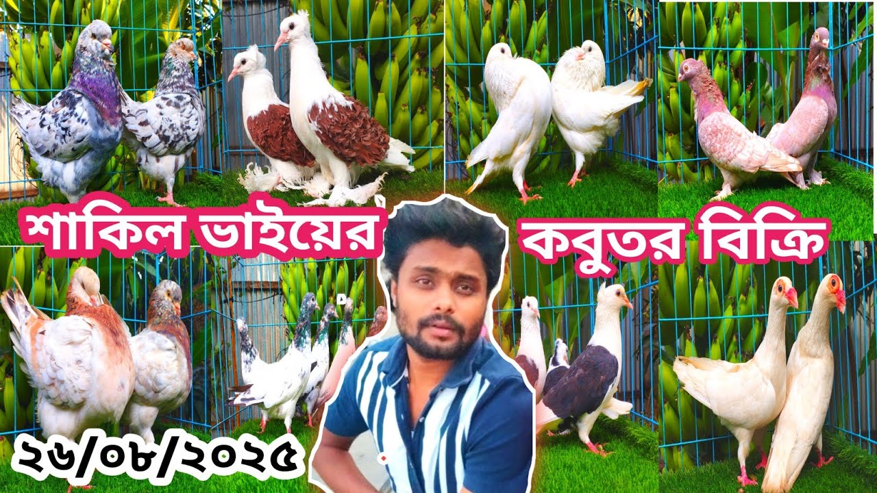 কমদামে কোয়ালিটি কবুতর কিনুন শাকিল ভাইয়ের খামার থেকে | পাইকারি দামে কবুতর বিক্রি হবে