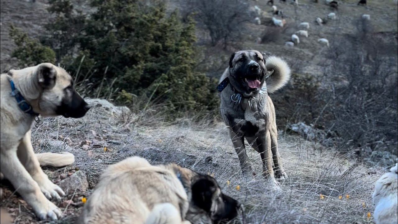 KÖPEK YAVRULARI GÖREVDE..YENİ SOBADA KEK