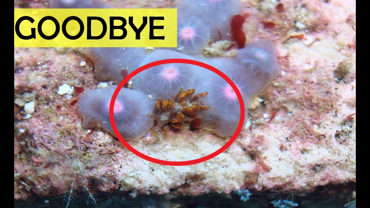 How to get rid of zoa eating nuidbranch