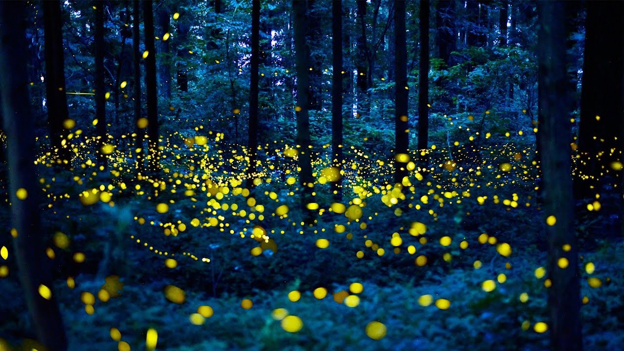 Meet The Lightning Bug Lady of Tennessee | BBC Earth Podcast