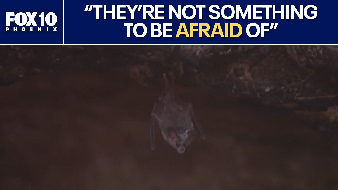 Phoenix bats targeting these pesky insects | FOX 10 Phoenix
