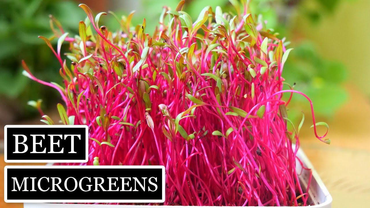 How to Grow Beet Microgreens