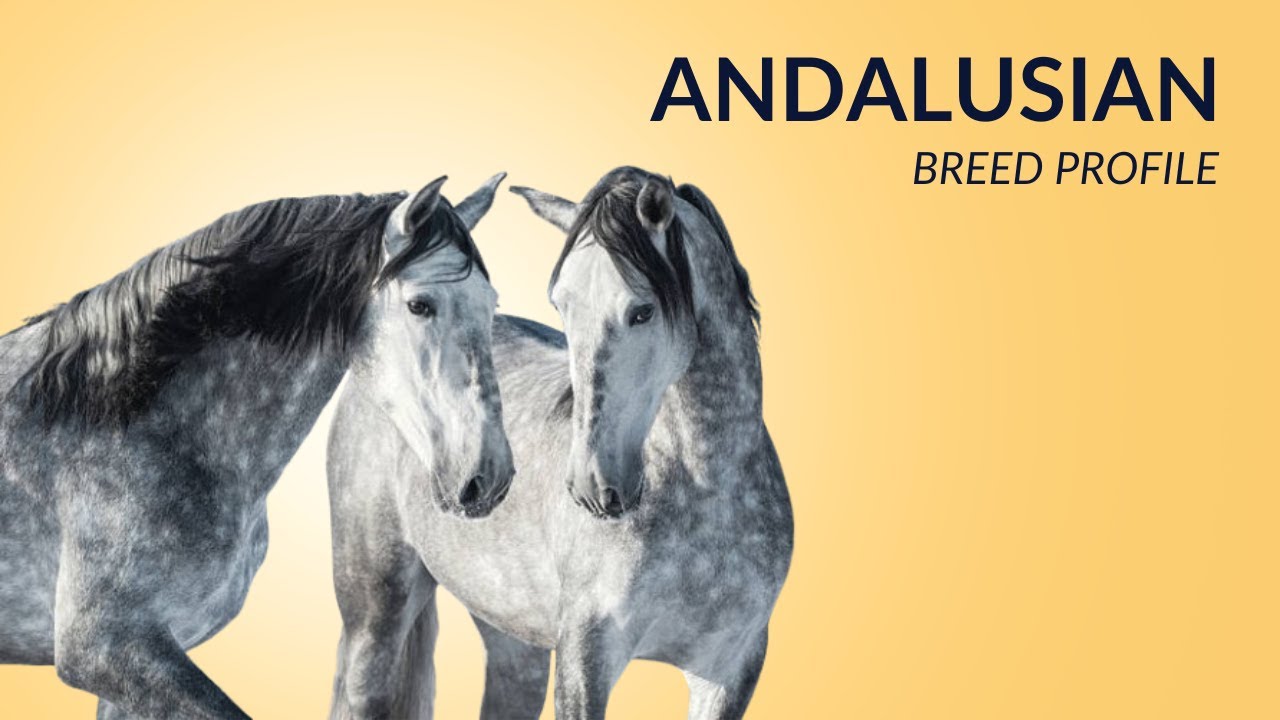 Andalusian Horse Breed Profile History - Price - Characteristics - Training - Grooming