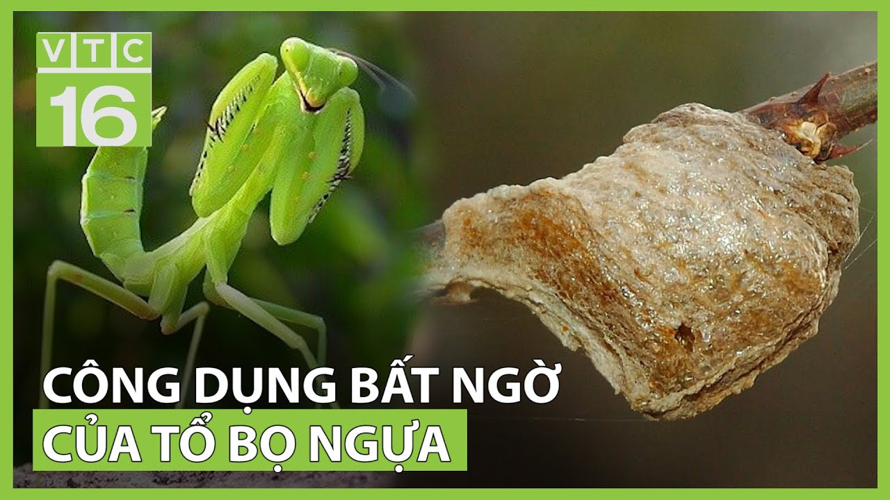 Tổ bọ ngựa - vị thuốc 