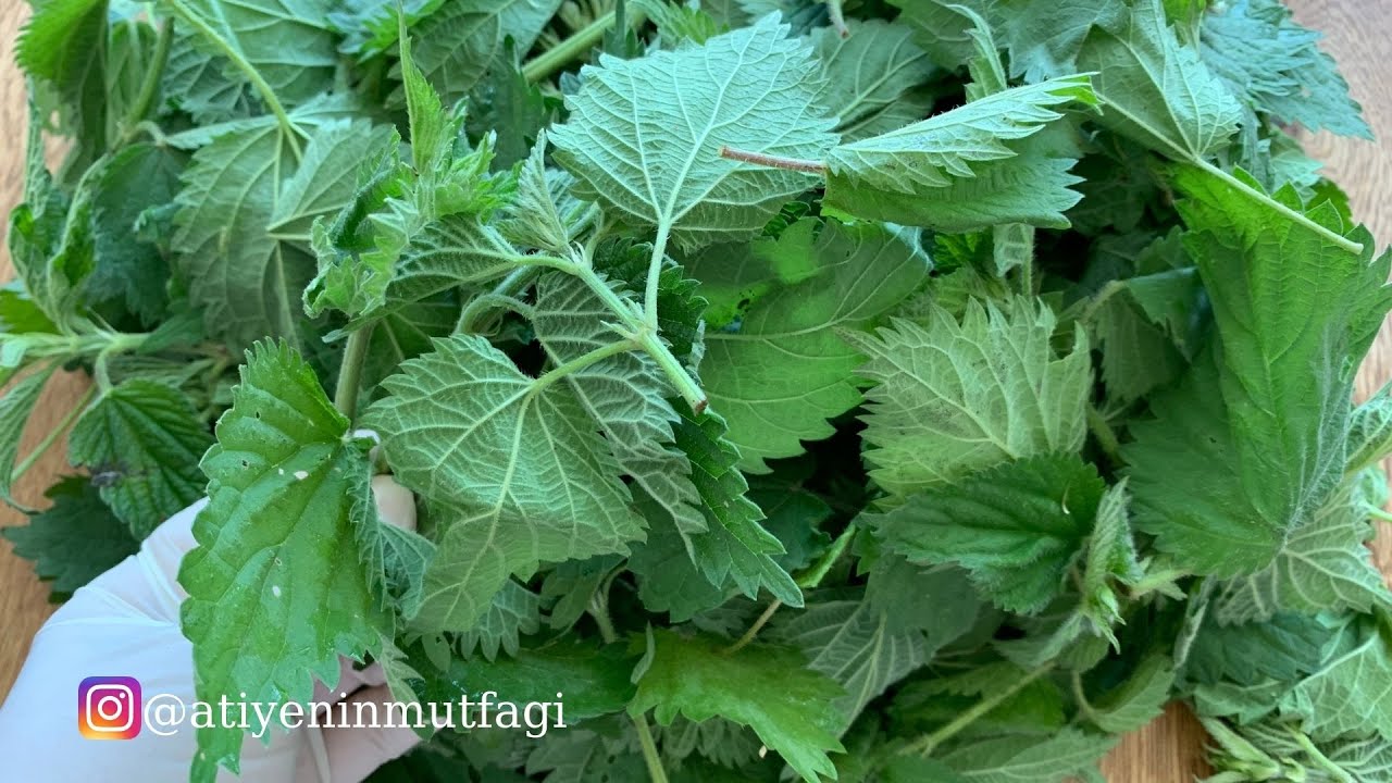 🌿🌿ŞİFA DEPOSU ISIRGAN OTU KAVURMASI 🌿🌿 #ısırganotu #ısırganotukavurması #ısırgan