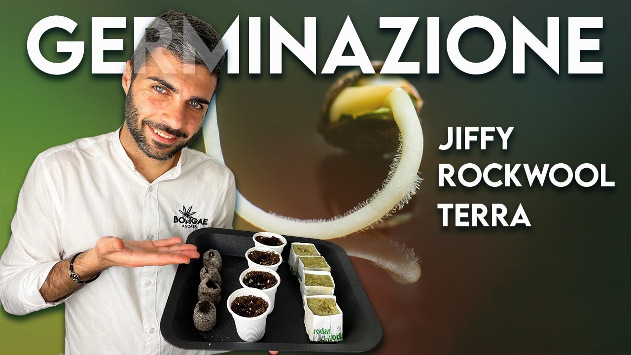 Come far germinare al meglio i semi di cannabis &ndash; JIFFY, ROCKWOOL & TERRA