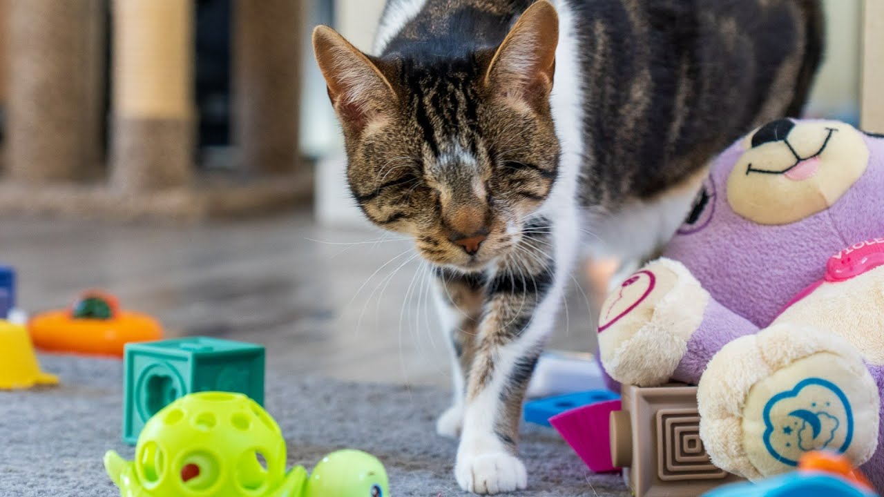 Blind Cat Wants to Play but Her Brothers Are Jerks