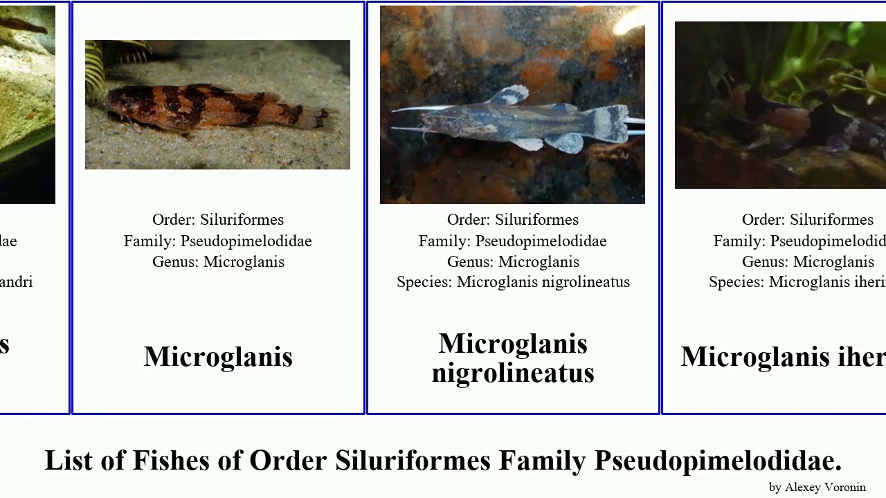 List of Fishes of Order Siluriformes Family Pseudopimelodidae. alexandri Microglanis Lophiosilurus
