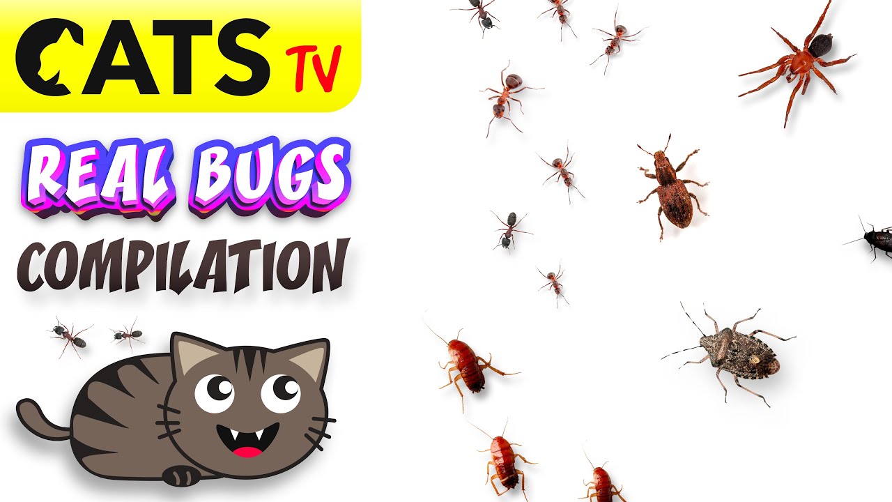 CATS TV - ULTIMATE Compilation 🐜🪲🪳 Real BUGS 🕷️ 3D Sound 🎵 Best games for cats [4K 60FPS]