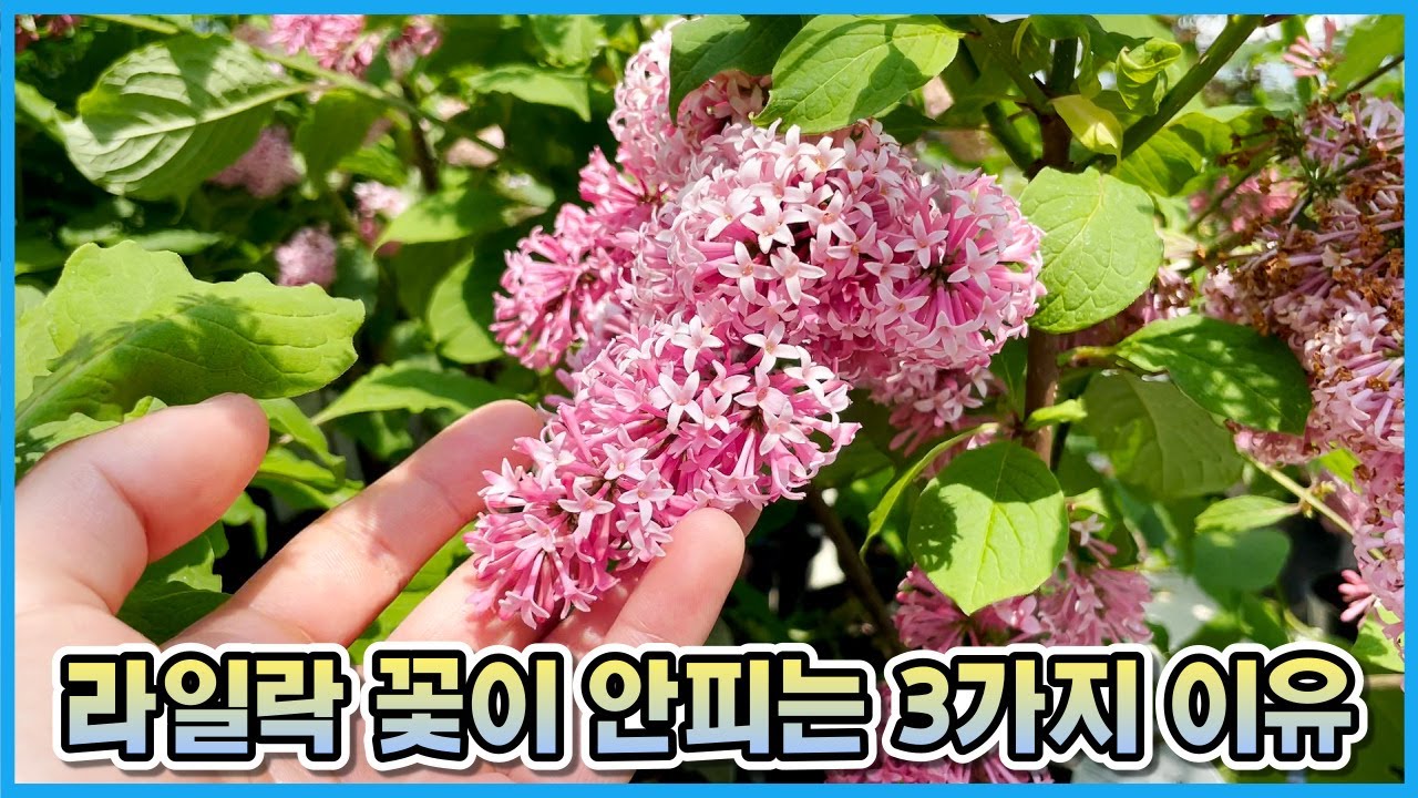 라일락 꽃이 안피는 3가지 이유!! 라일락 가지치기는 5월 안에 끝내야 합니다!!