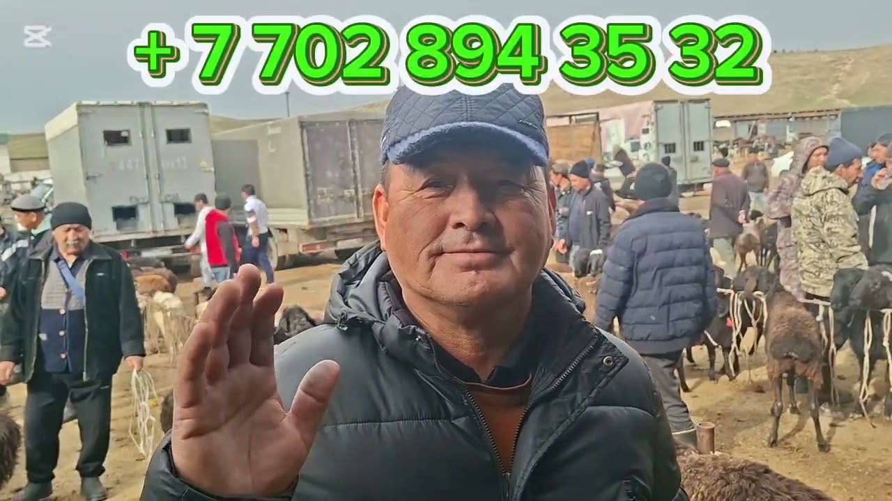 09.02 2026.Сарыағаш мал базарыБитал теке,қозылы қойлар,саулық қойлар,тоқтылар,қозылар,ешкілер,лақтар