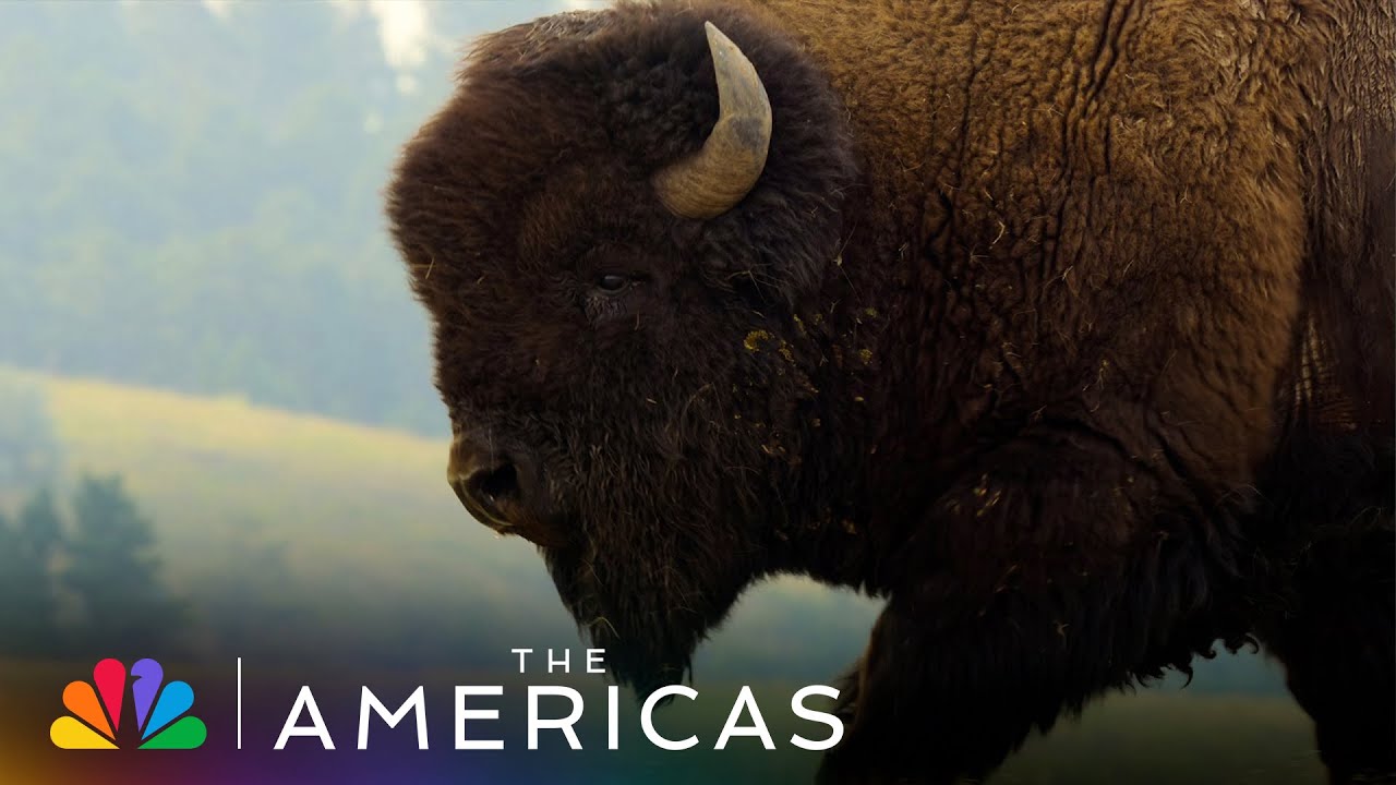 Tom Hanks Narrates About a Bison Who Has Some Trouble with the Ladies | The Americas | NBC