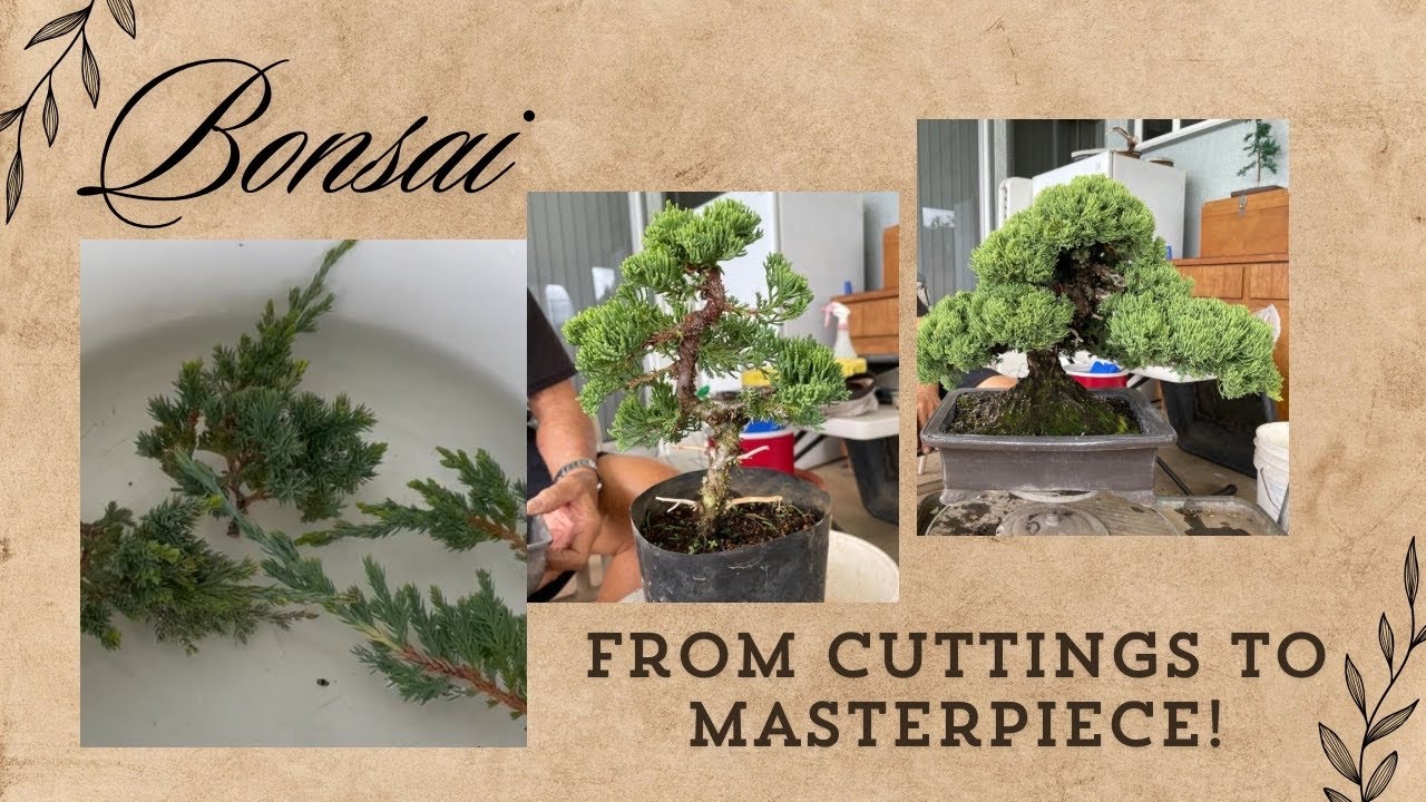 Step by step guide to create a Juniper Bonsai from a cutting.  @h.I.onlife2150