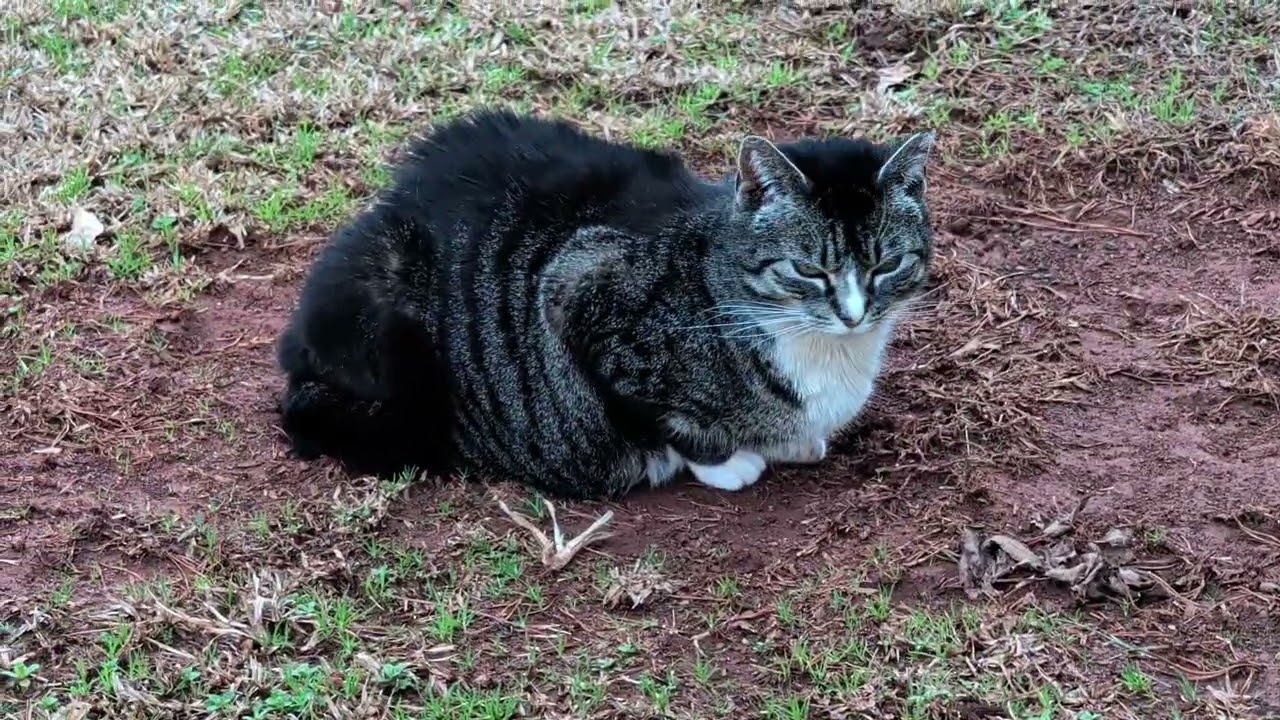 Bandit the Corn loving Cat...