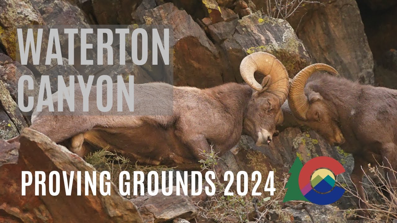 Big Horn Rut in Waterton Canyon | Proving Grounds