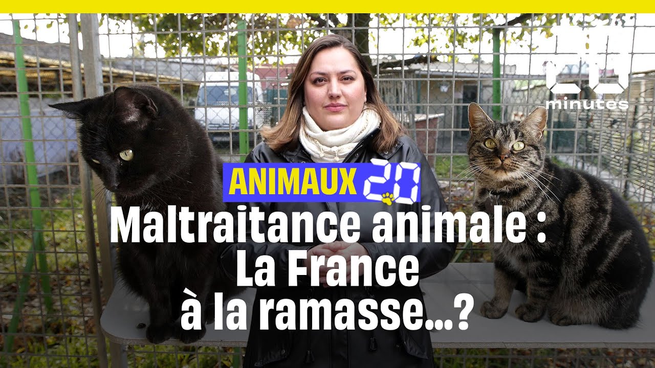 Maltraitance animale, la France n’en fait pas assez ? 