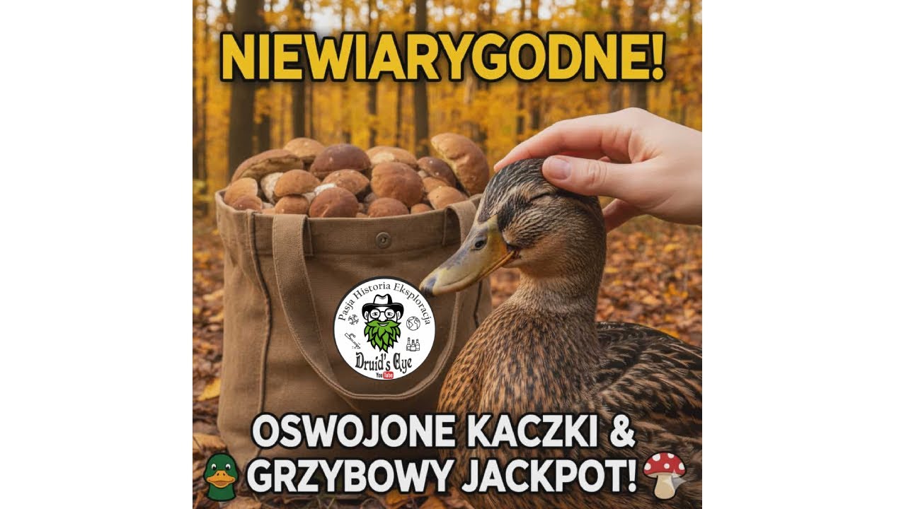 Koniec października, a las oszalał. Dzikie kaczki do głaskania i torba koźlarzy!