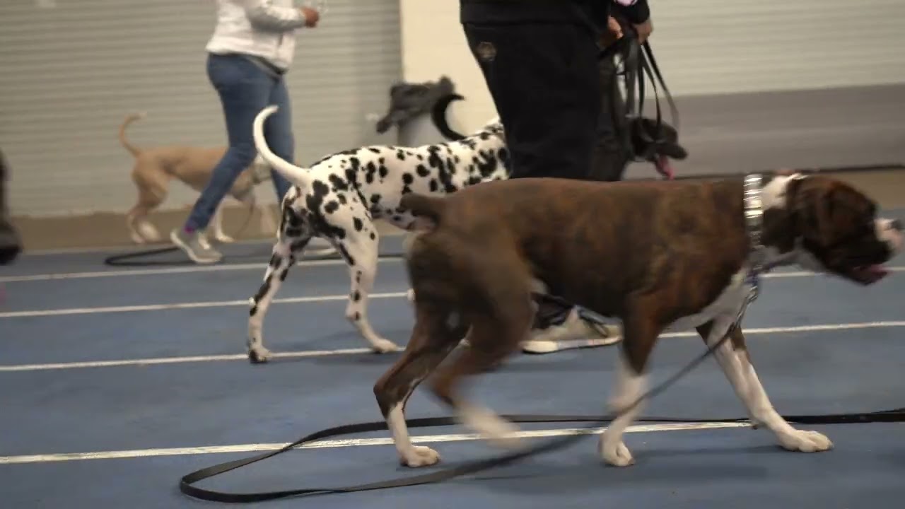 Meet Catherine and Greg - Harold Hamilton - Master Dog Trainer - Long Island, New York Dog Training