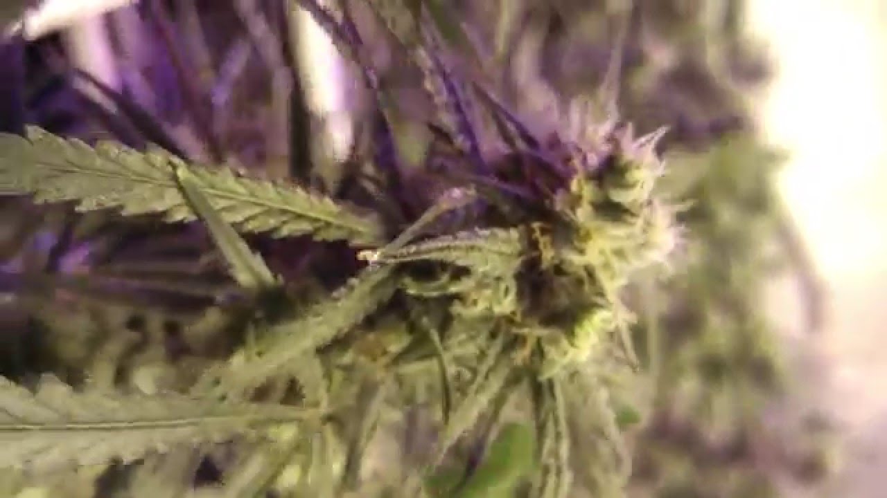Day 35: C99 Trichome Check