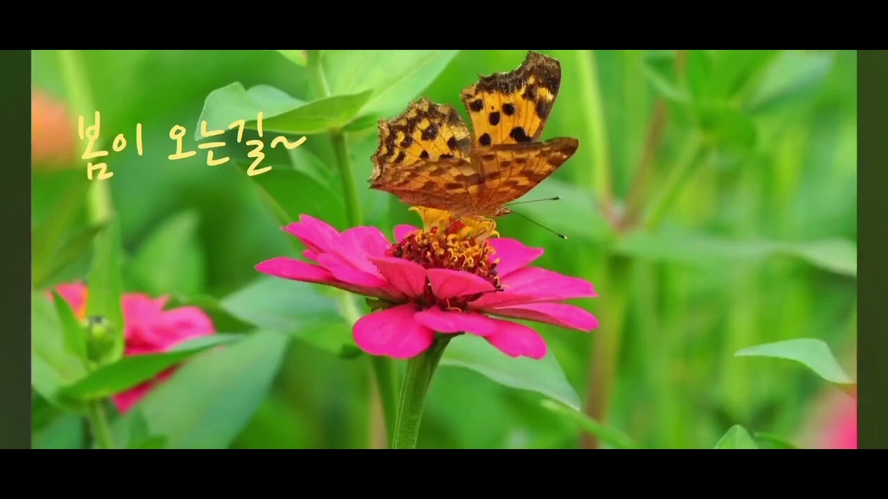봄이 오는길/1974/원곡/박인희 ~~