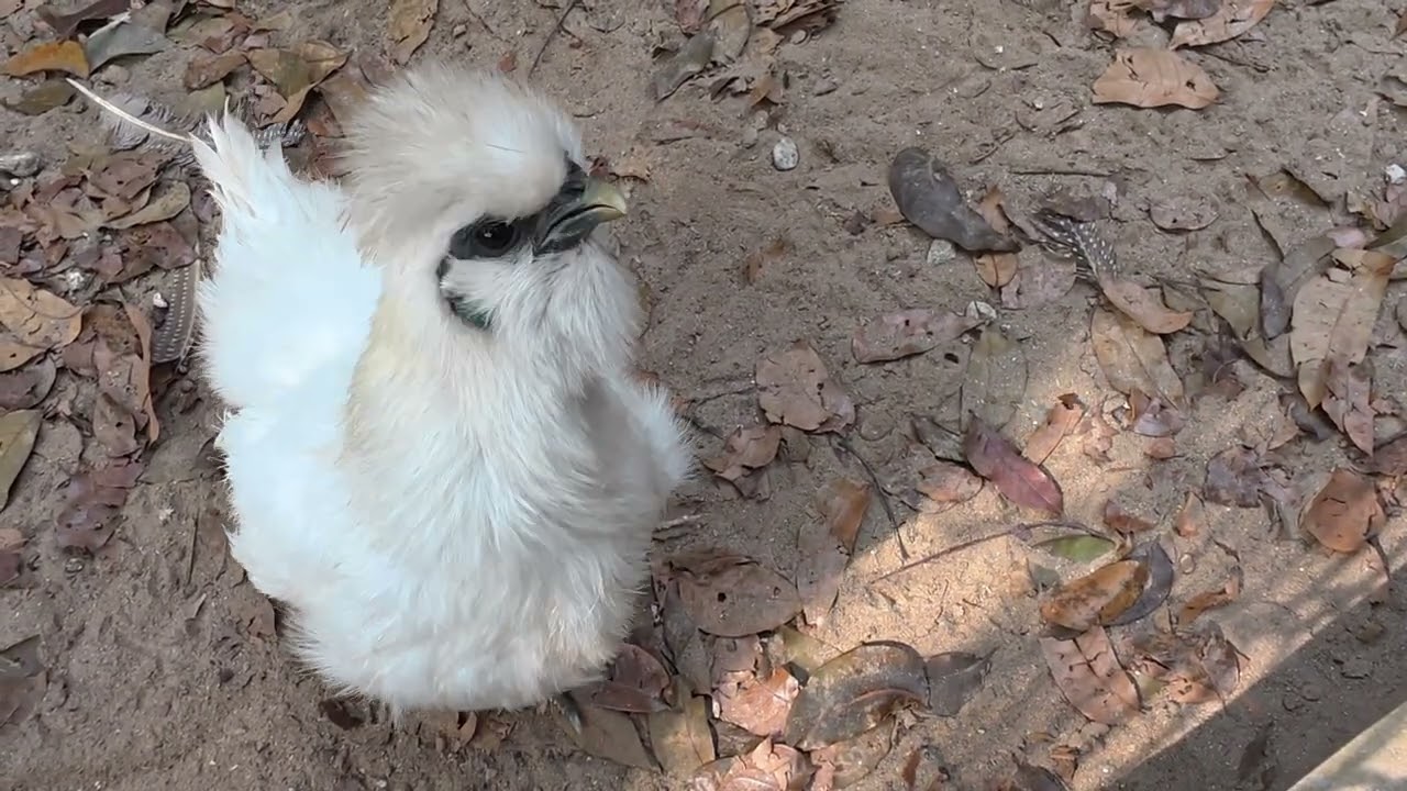 This chicken name ' Silkie (White Variety) ' | সিলকি (সাদা জাত)