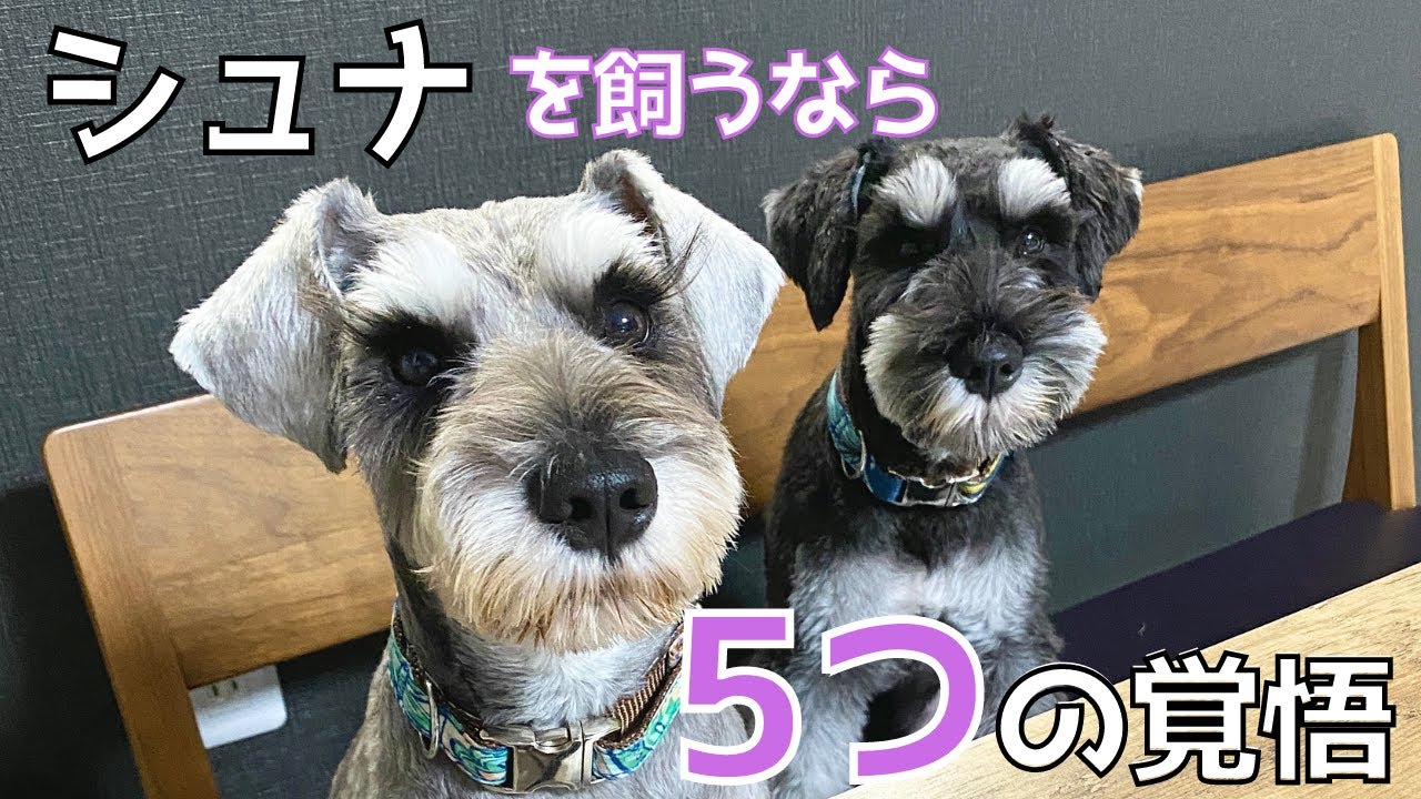 【ミニシュナ】シュナを飼うならこれだけは覚悟せよ5選！