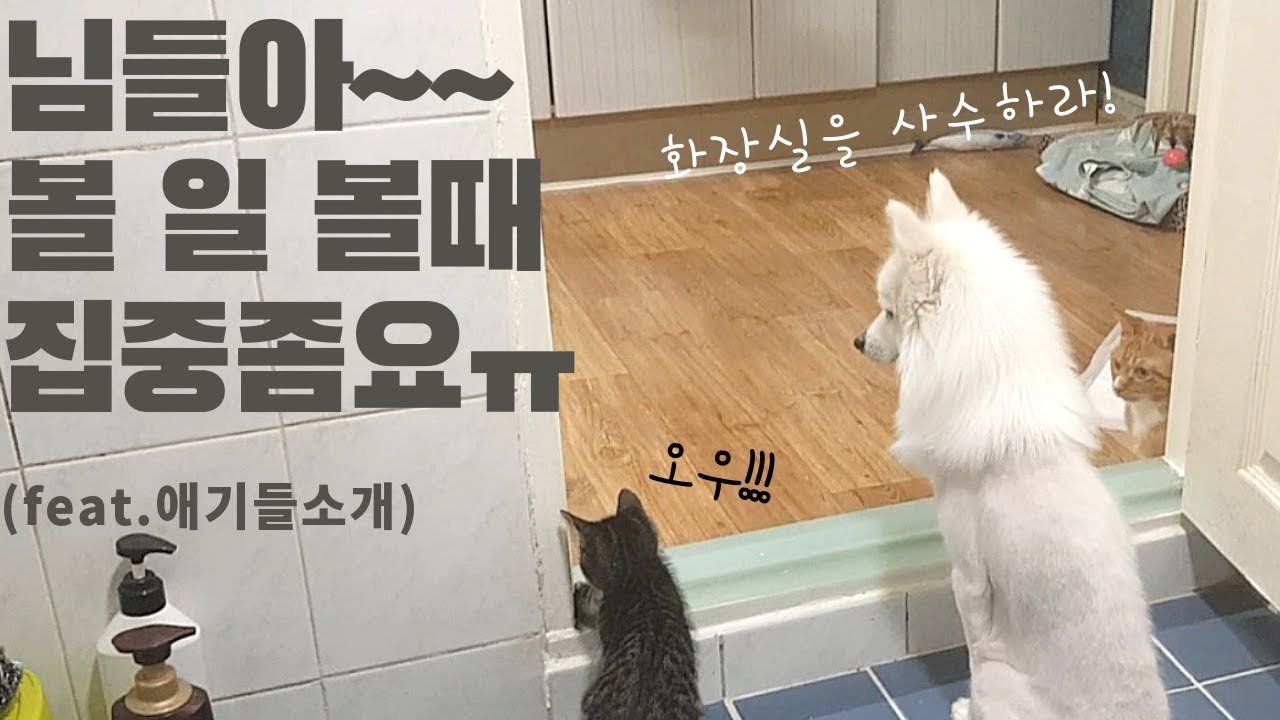 화장실을 수호하는 반려동물들(feat.화장실가디언즈)