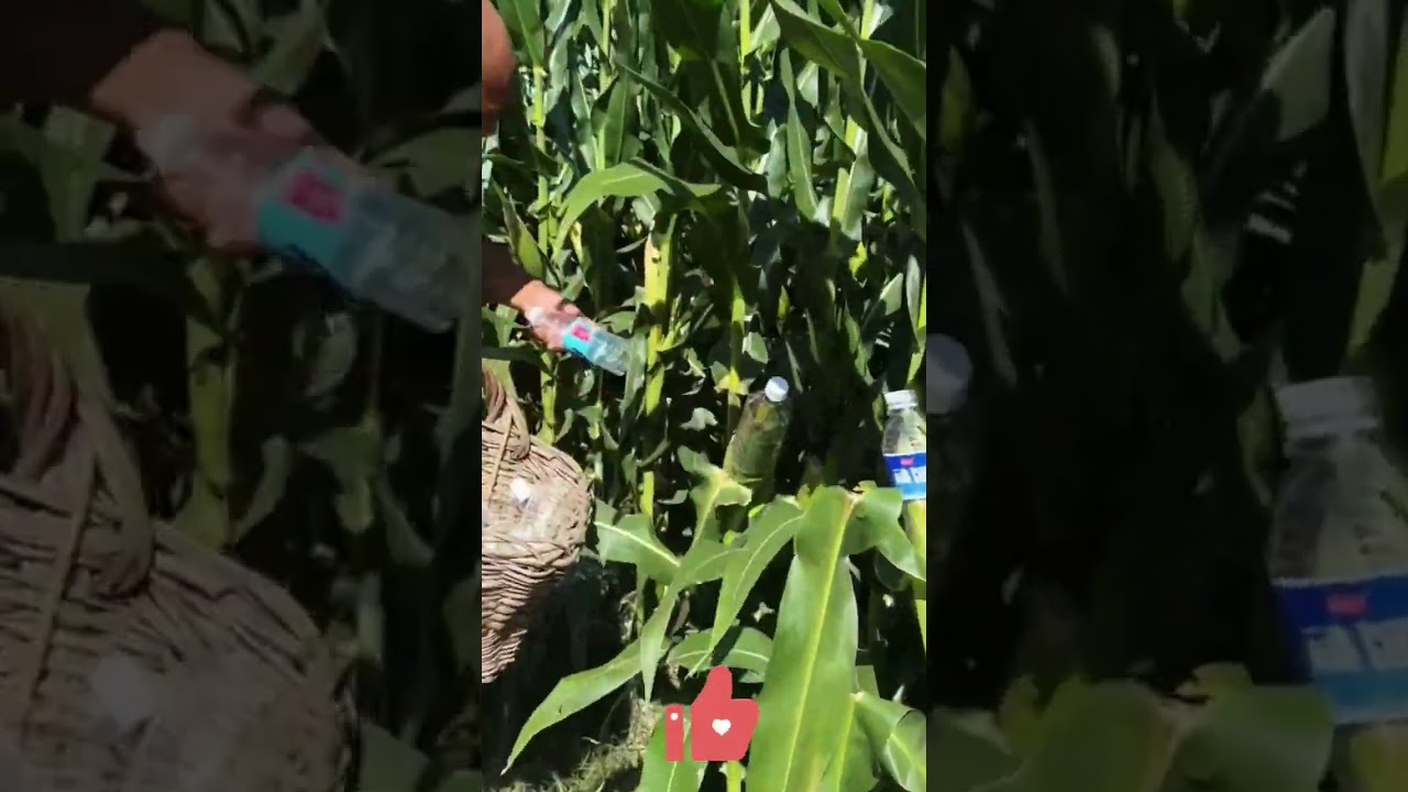 Защита Кукурузы! Лучшие способы защиты от вредителей и птиц 🌽🛡️