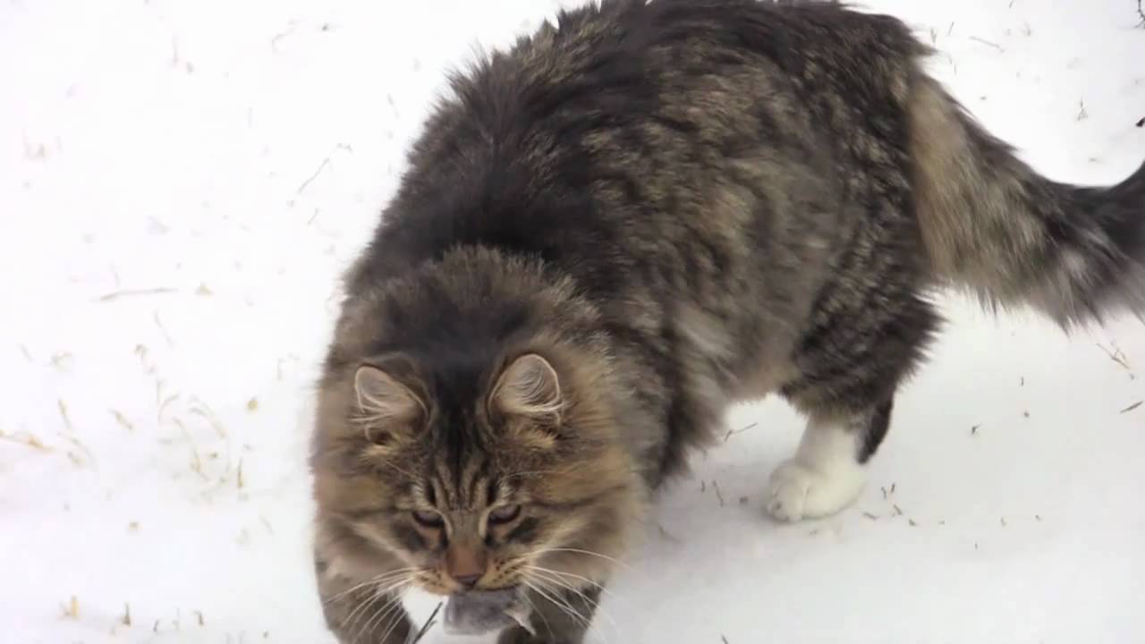 Astera Siberian Cats/Bad Weather Day