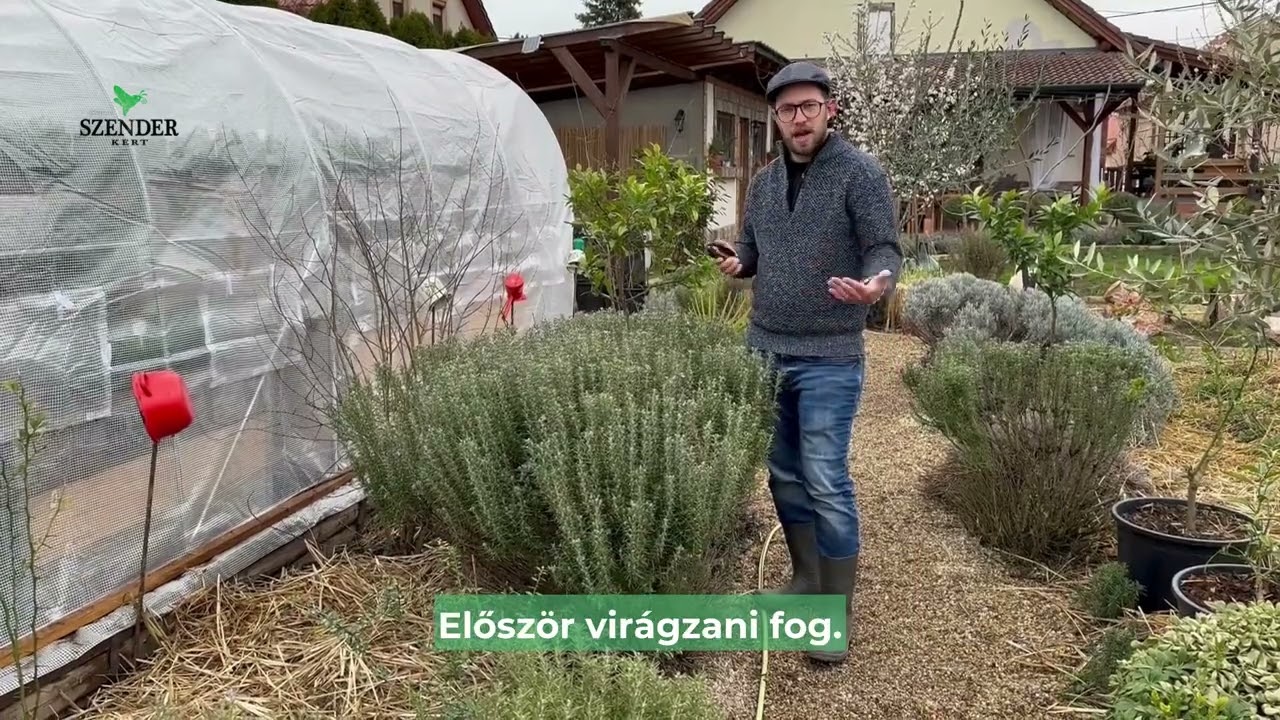 Mit érdemes a rozmaringról tudni? (Metszés, virágzás, szaporítás, friss és idős bokrok)