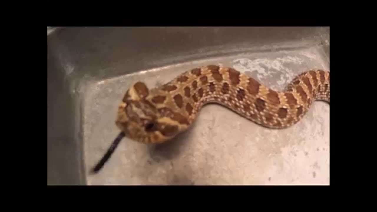 Deadly snake bite!