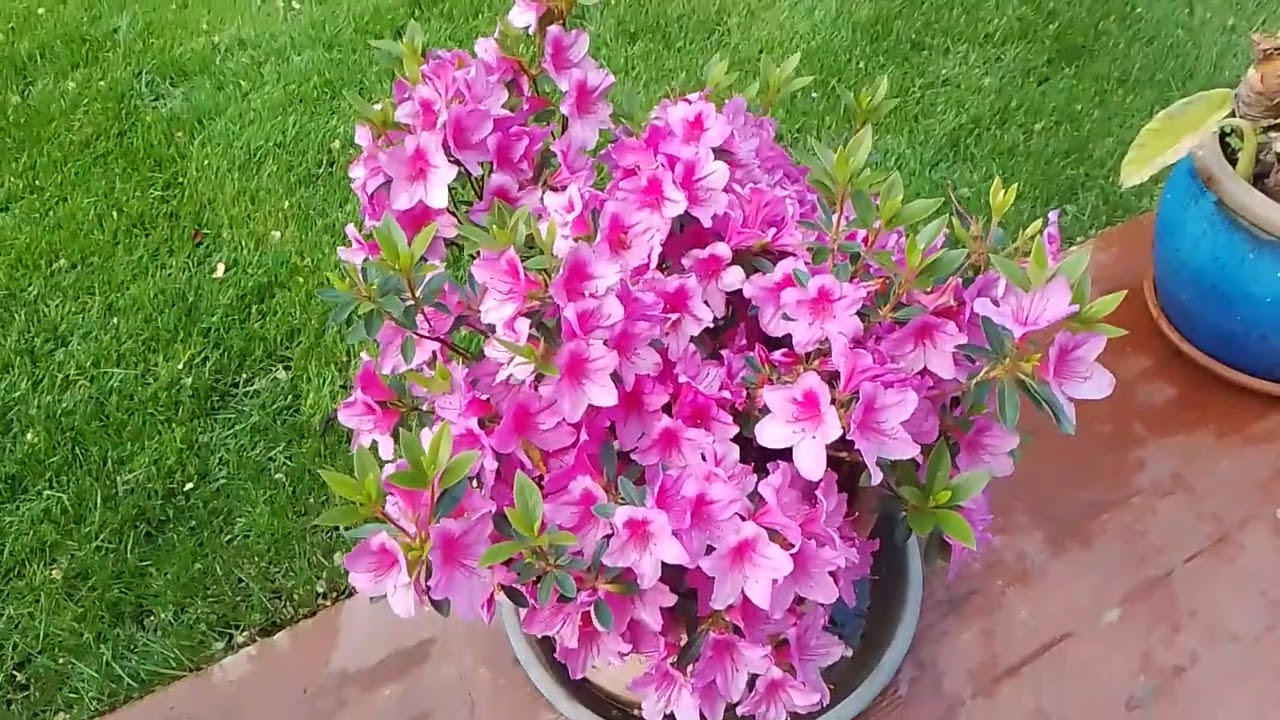 TRUCOS PARA PODAR AZALEA CÓMO TENER MUCHA FLOR 💐💐🌺💐💐🌺 y como podar