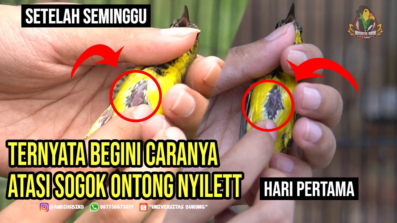 Cara mengatasi Sogok Ontong Nyilet / kurus