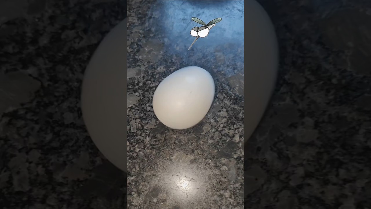 Rockstar अंडा 🥚 + Bzz Bzz Mosquito 🦟 का धमाल 😂 | Sandhya Kotian #shorts #funny #viral