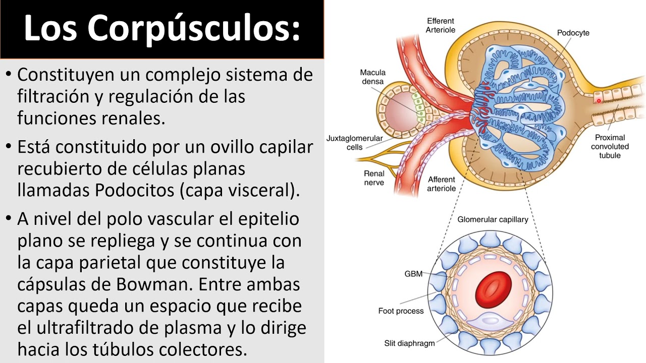 Corpúsculos Renales y Podocitos