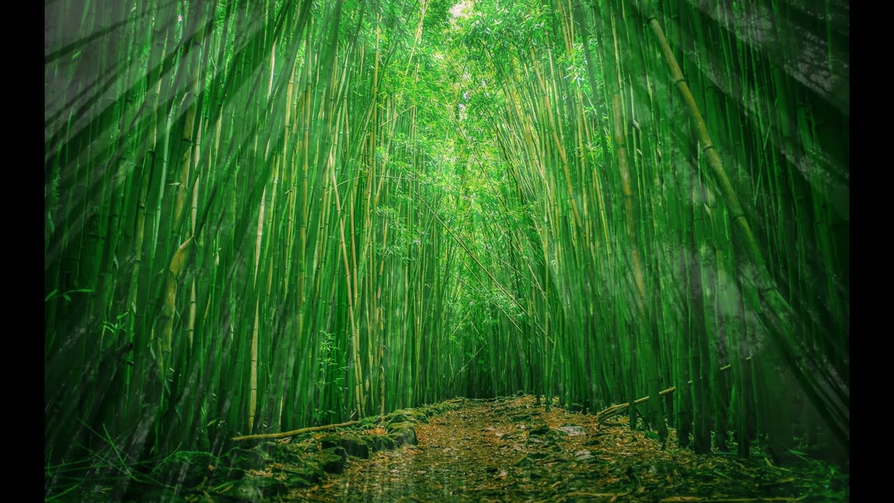 In the Depth of Bamboo forest Background Music Key C / 竹林深处C调伴奏