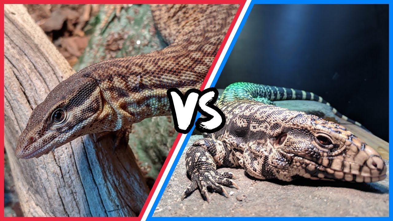 Ackie Monitor Verses Tegu! Which Reptile Is Right For You?