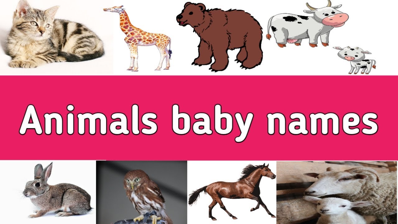 Animals baby names in English | Animals vocabulary | Learn English | Sunshine English