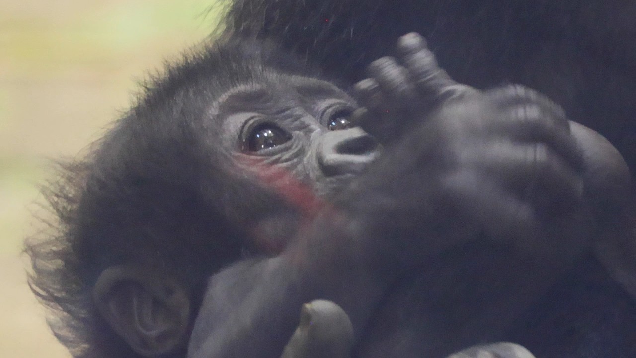 ママの顔で遊ぶサンタロウ…ゲンキママの愛情いっぱいのトントン｜京都市動物園｜撮影日2026.3.6｜【きょうのゴリラ】
