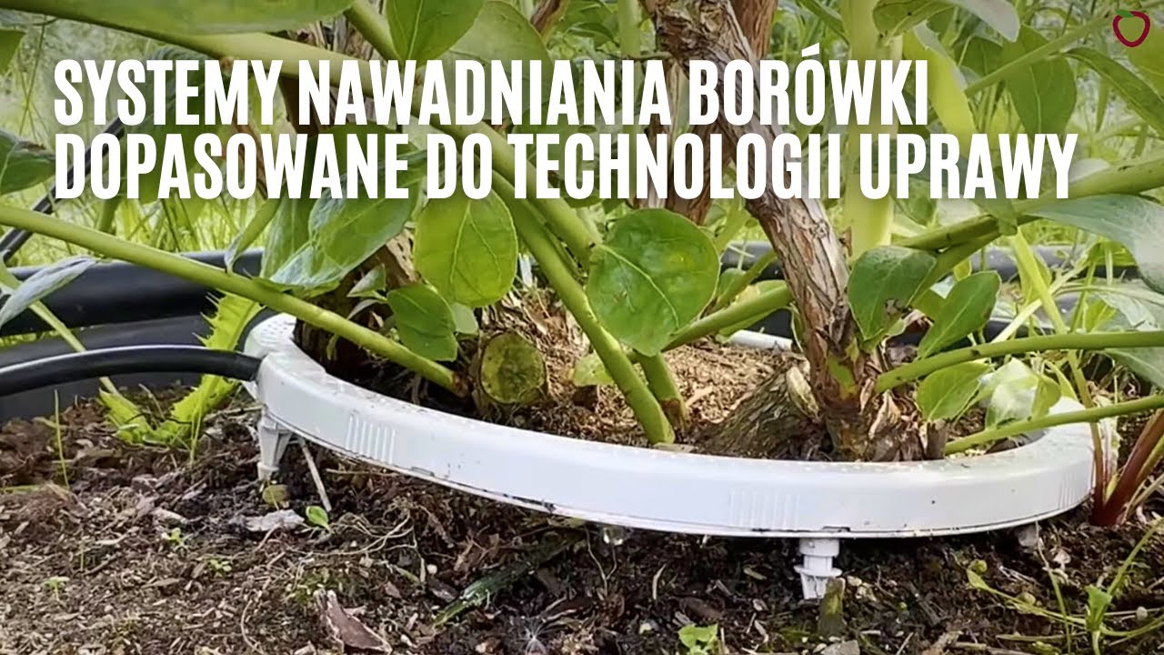 Systemy nawadniania borówki dopasowane do technologii uprawy