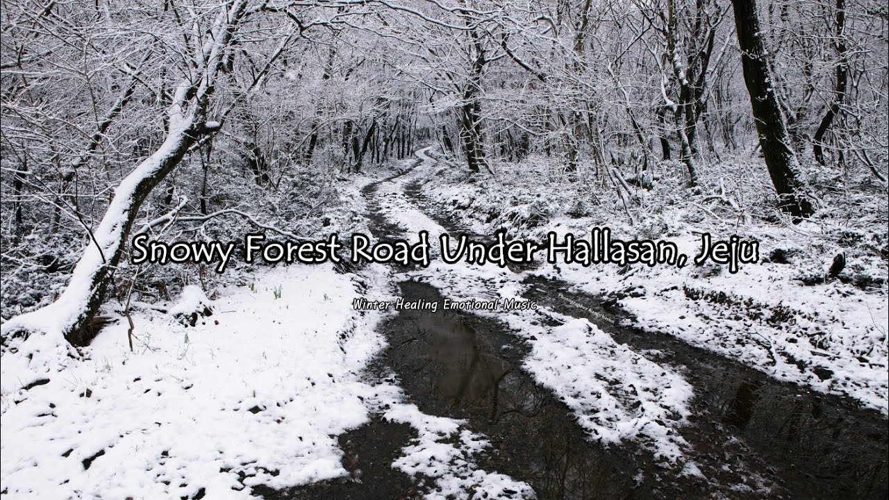 One Step Is Enough – MeloGraphy📷♪  Snowy Forest Road Beneath Hallasan  Playlist 21 Tracks ❄️🌲